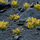 Bar dekorativ Gamers Grass Yellow Flower Tufts, 6mm, me lule të verdha