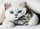 Set mozaik me diamante Cats, figurë mace, shumëngjyrëshe