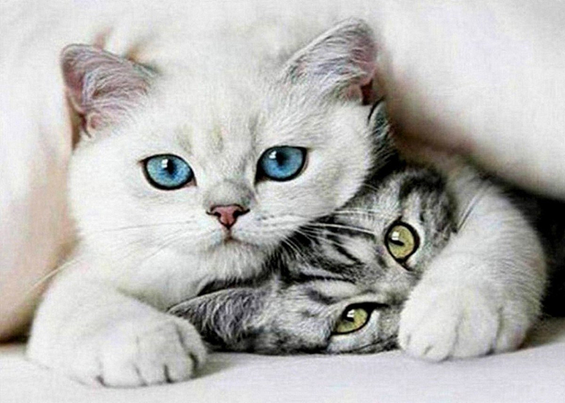 Set mozaik me diamante Cats, figurë mace, shumëngjyrëshe