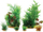 Set bimësh dekorative Zolux PlantKit Jalaya, 6 copë, të gjelbra