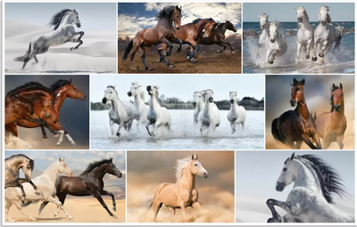 Tapet tavoline Herma 19380 Animals Horses, set 3 copë, 55x35 cm, kundër rrëshqitjes