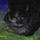 Fletore EMG Notes Ecological Cats, letër e ricikluar, me mace, ngjyrë natyrale