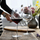 Set gotash vere Pinot Noir Krosno Divine, kristal, 810 ml, transparente