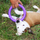 Lodër fitnesi për qen Collar Puller Micro, 13 cm, vjollcë
