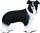Figurinë qeni Collecta Border Collie M, plastikë, shumëngjyrëshe