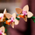 Set LEGO Mini Orchid, dekorativ, orkide, shumëngjyrësh
