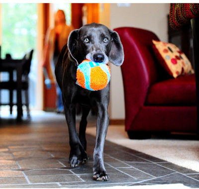 Lodër top për qen Chuckit Indoor Ball, i butë, për përdorim brenda në shpi, portokalli