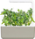 Kapsula bimore Click & Grow Dwarf Pea, set me 3 copë, për Smart Garden, jeshile