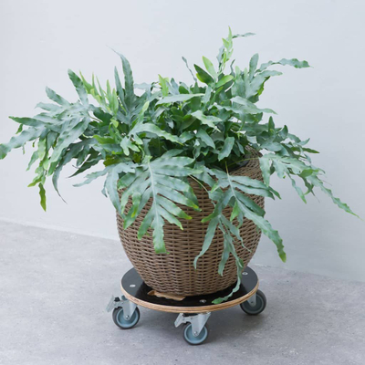 Karrocë për vazo Nature Plant Trolley, rrethore, dru, e zezë