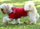Bluzë polo për qen Doggy Dolly, XS, pambuk, e kuqe