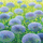 Kartolinë Susan Entwistle Blue Garlic, me zarf, dizajn artistik, blu