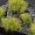 Bar dekorativ për miniatura Gamers Grass Jungle XL Tuft, 12mm, i gjelbër