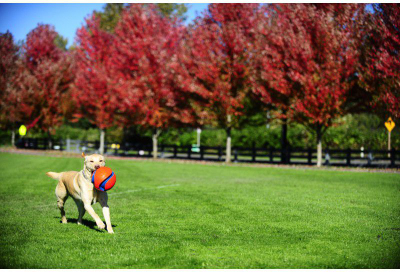 Lodër për qen Chuckit Kick Fetch, top i madh interaktiv, material i qëndrueshëm, portokalli