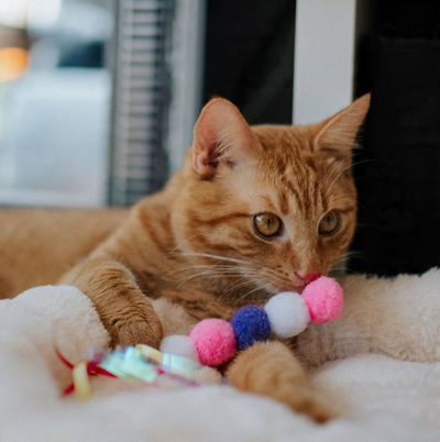 Lodër për mace DINGO Catepillar, 10 cm, me catnip, shumëngjyrëshe