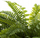 Bimë artificiale Atmosphera Fern, 55 cm, në vazo, jeshile