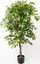 Bimë plastike Emerald Ficus Deluxe, 140 cm, në vazo, jeshile