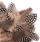 Pupla zbukuruese Quail Feathers, 5–12 cm, 5 g, kafe natyrale