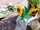Lodra LEGO Exclusive Sunflowers 40524, 191 pjesë, set dekorativ, shumëngjyrëshe