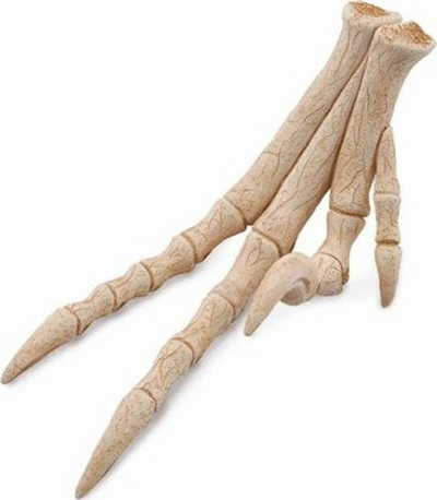 Figurë dinosauri CollectA Velociraptor Limb Replica, model koleksionues, shumëngjyrëshe