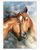 Set pikturimi me numra Horses, kanavacë 40x50 cm, me kornizë druri, shumëngjyrësh