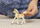 Figurinë Schleich Haflinger Foal, Horse Club, 15 cm