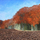 Kartolinë urimi Susan Entwistle Autumn Beech, me zarf, me dizajn vjeshte, shumëngjyrëshe