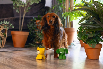Lodër për qen Beeztees Jungle Animals, latex natyral, me fishkëllimë, shumëngjyrëshe