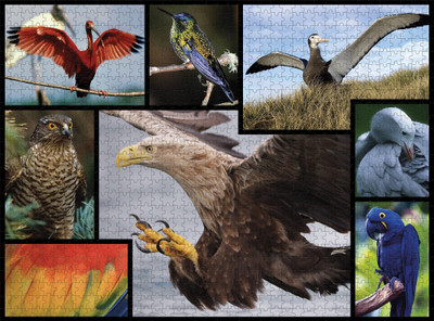 Puzzle Ambassador Birds, 1000 copa, shumëngjyrësh