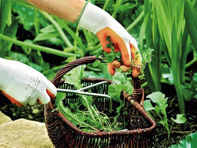Dorëza kopshti për femra Spontex Lady Garden 310037, M