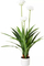 Fidan lule Blue Agapanthus praecox, rrënjë e zhveshur, 1 copë, blu