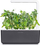 Kapsula bimore Click & Grow Dwarf Pea, set me 3 copë, për Smart Garden, jeshile