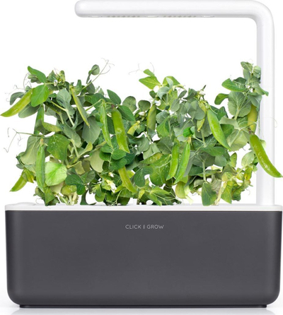 Kapsula bimore Click & Grow Dwarf Pea, set me 3 copë, për Smart Garden, jeshile