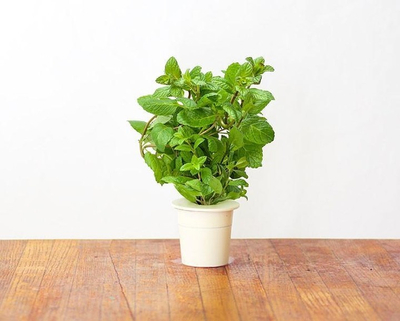 Паметна градина Click and Grow Mint Peppermint