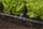 Pjesë lidhëse Gardena Micro Drip T-Joint, 13mm 1/2", e zezë