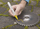 Marker vaji PICA Oil 524/41, rezistent, blu