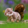 Lodër pelushi Animigos World of Nature Squirrel, ketër, gri