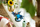 Set LEGO Icons Kingfisher 10331, model dekorativ, për të rritur, shumëngjyrësh