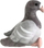 Lodër pelushi Dubi Gray Pigeon, 24cm, gri