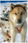 Kartolinë 3D Worth Keeping Husky Collective Work, mini, për zbukurim, shumëngjyrëshe