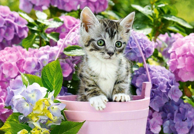Puzzle Castorland Kitten in Basket, 1500 copa, shumëngjyrëshe
