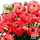 Pecetë POLMAK Daisy Spring SDWI004501
