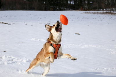 Lodër për qen Collar PitchDog Sportball, 9cm, që noton, rozë