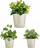 Сет конични саксии IBERGARDEN, 3 парчиња, Ø14cm Ø17cm Ø22cm, сива
