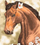 Set mozaik me diamant Norimpex Diamond Mosaic Horse With Flower, pikturë kreative, motiv kal me lule, shumëngjyrësh