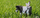 Puzzle 3D Eugy Holstein Cow, lodër kartoni, bardh e zi