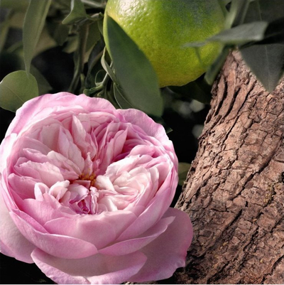 Eau de Parfum Chloe Rose Naturelle Intense, 50ml