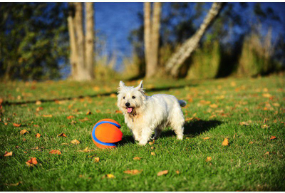 Lodër topi për qen Chuckit Kick Fetch, e vogël, kanavacë dhe gomë, shumëngjyrëshe