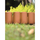 Palisadë kopshti NOHEL GARDEN Garden Palisade, 3 m, plastike, terrakota