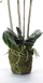 Lule artificiale Emerald Phalaenopsis, 90 cm, me myshk, e bardhë