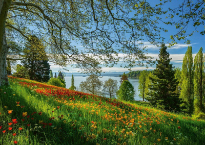 Puzzle Schmidt Spiele Tulips Field Mainau Island, 1000 copa, shumëngjyrësh